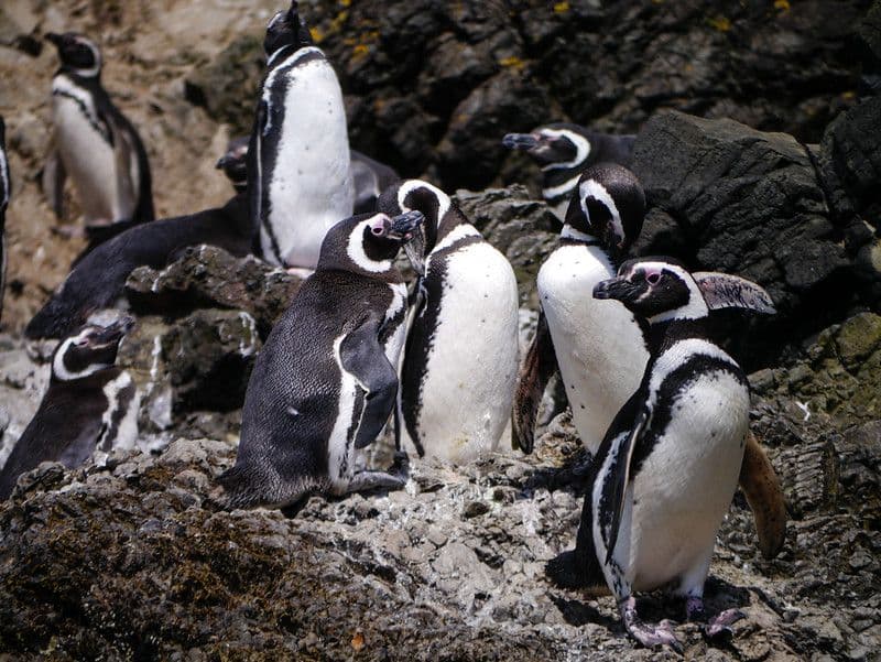 Ancud y Las Pingüineras